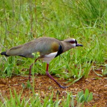 Southern Lapwing in the premises of Ecoparque Rayos del Sol